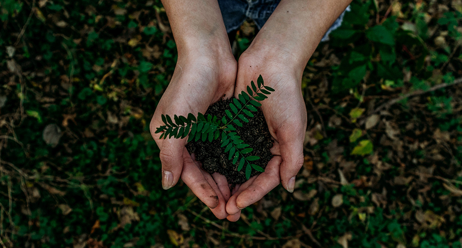 hands holding plant