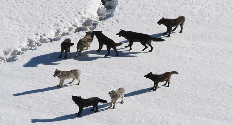 The Gibbon Wolf Pack in Yellowstone Park.