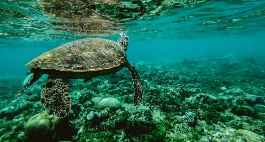 Turtle in coral reef