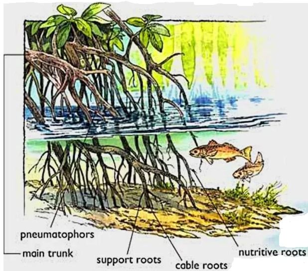 The root system of mangroves helps in storing the carbon deep within the soil .