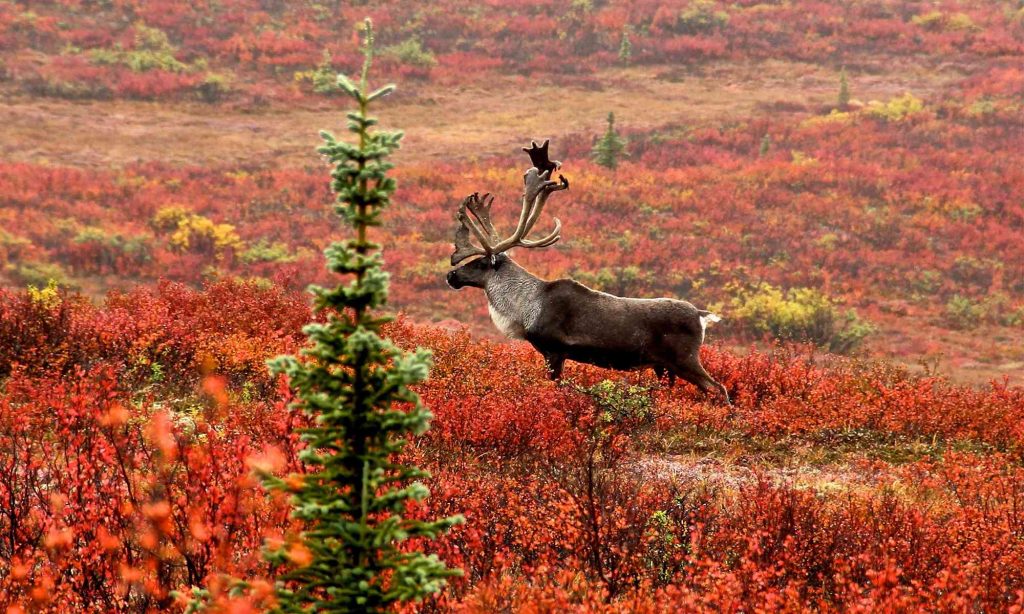 A southern mountain caribou standing in a forest