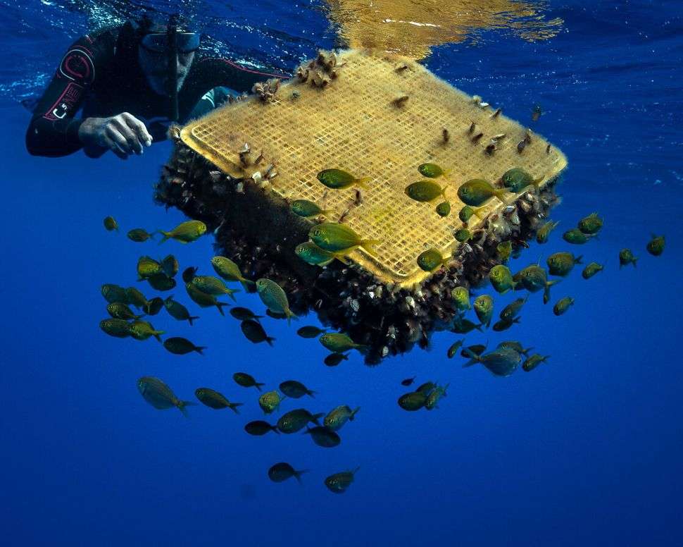 E-waste is a threatening issue killing marine life.