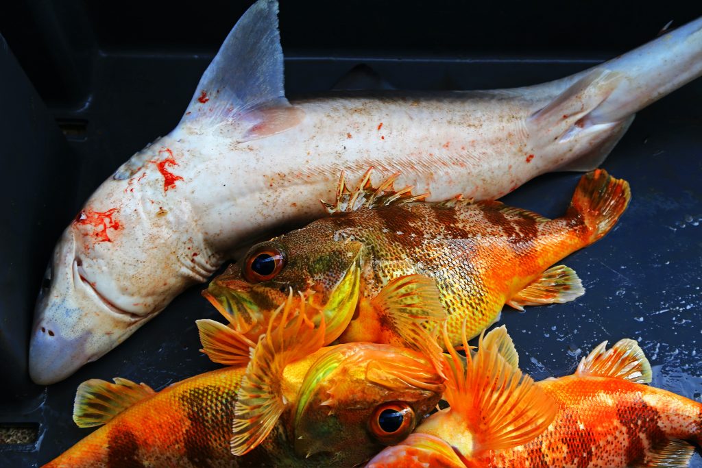 Sentient sea creatures caught in bycatch remains a serious problem due to a lack of regulation.