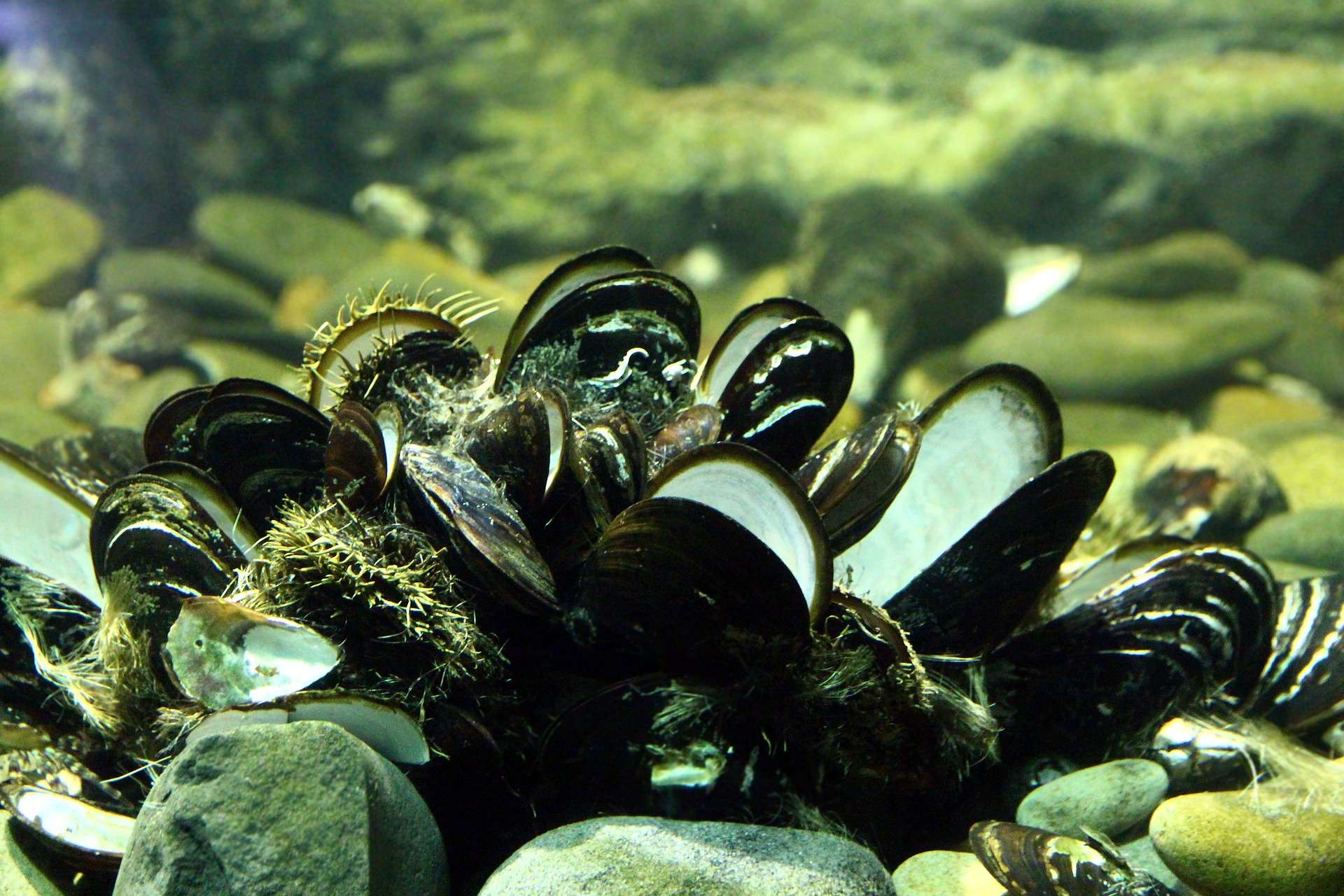 Marine species are sensitive indicators of environmental and climate changes. 