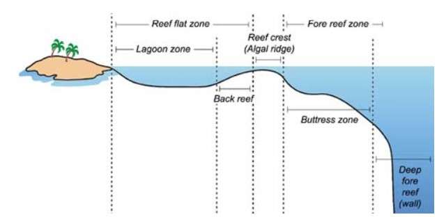 An explanation of the place in which coral reefs form. 