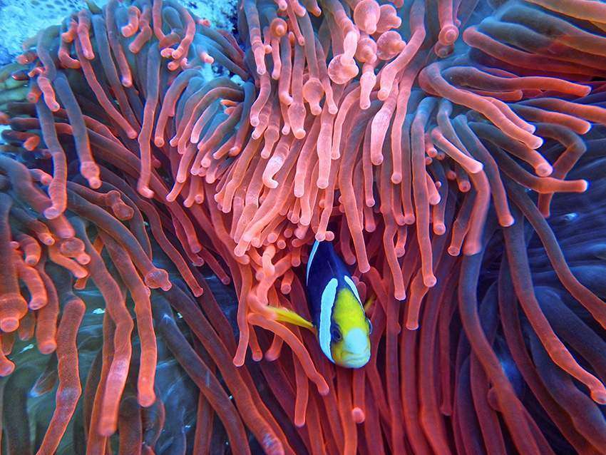 A healthy coral reef for a Thriving planet.