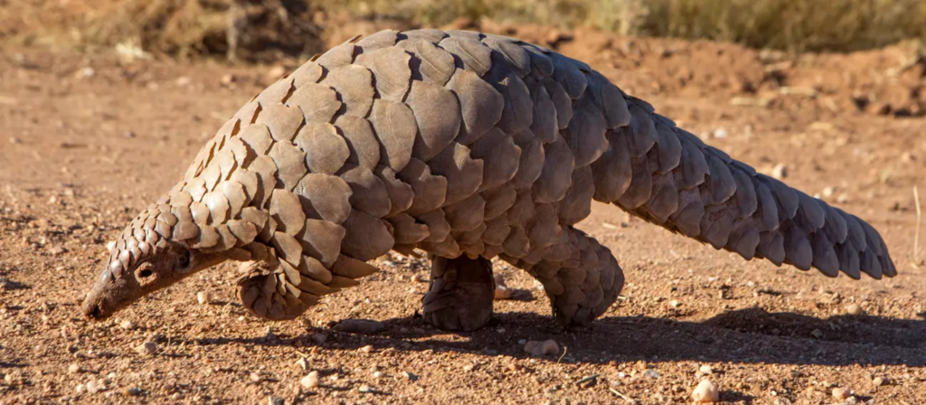 cost of corruption - An image of a Pangolin walking alone. The Pangolin is one of the most commonly trafficked animals.