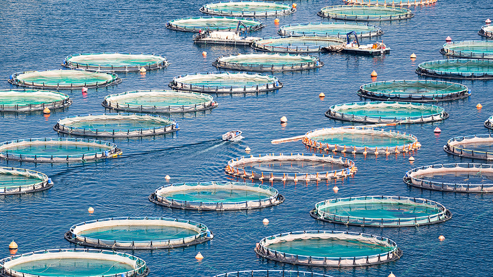 Open ocean fish farming and aquaculture can have a negative impact on our oceans.