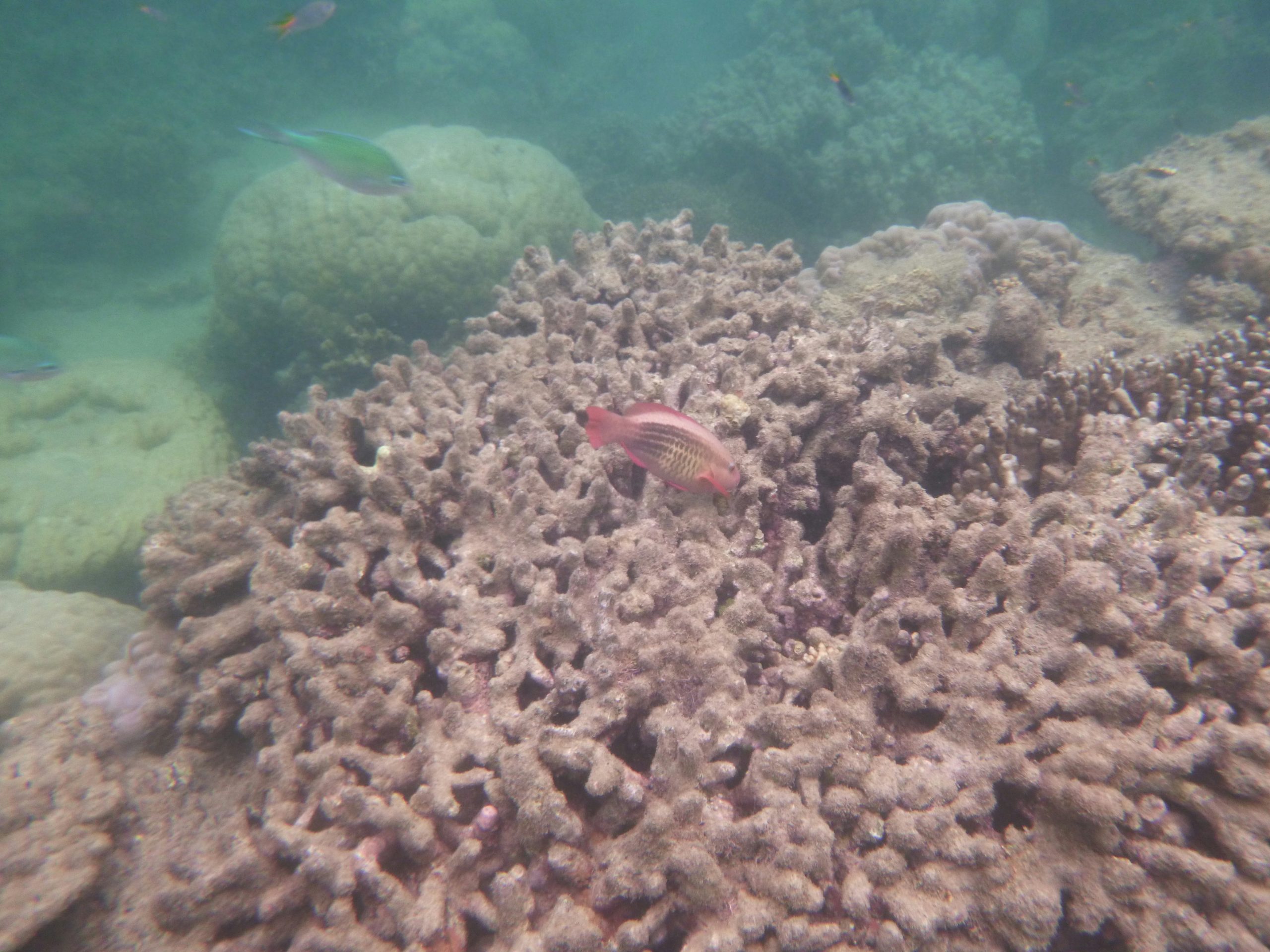 Coral bleaching is one of the many affects of climate change on the ocean.