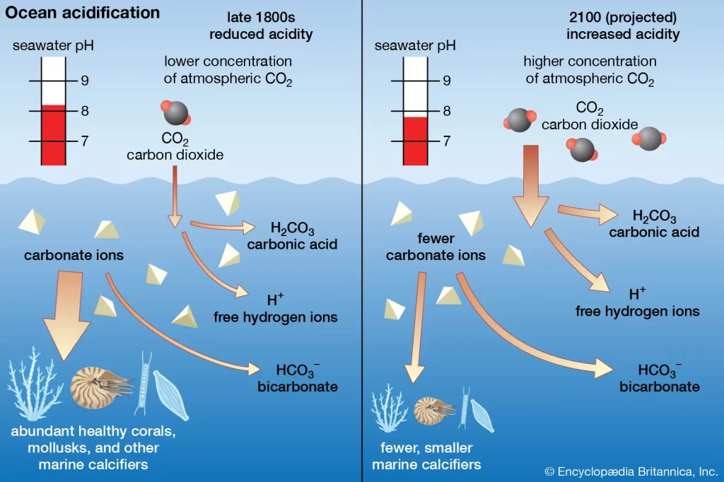 True and effective ocean governance involves combatting ocean acidification.