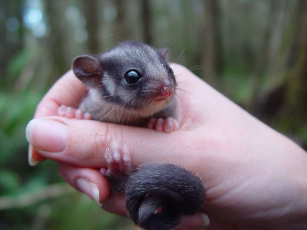 Victoria, Australia, provides one of the last vital habitats for the critically endangered Leadbeater's possum. Hence application of the precautionary principle in any activities related isimportant.Source- Environmental Justice Australia.