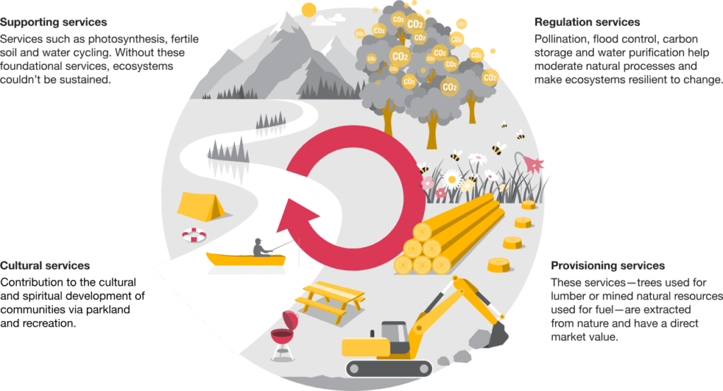 Business and biodiversity are inseparable. Many businesses rely on key ecosystem services that are provided by biodiversity. 