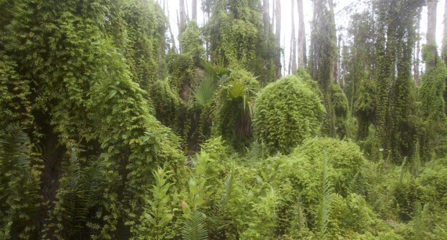 Invasive weeds taking over ecosystem