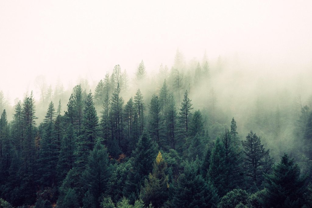 Importance of reforestation