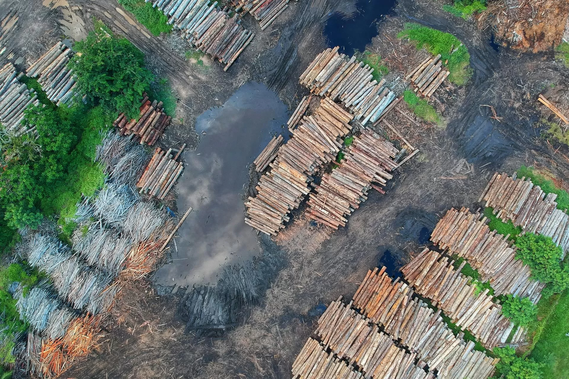 To introduce the theme of deforestation by cattle raising. Cattle raising in the Brazilian Amazon is a main factor of deforestation in the Amazon rainforest, a cruel reality behind this beautiful place.