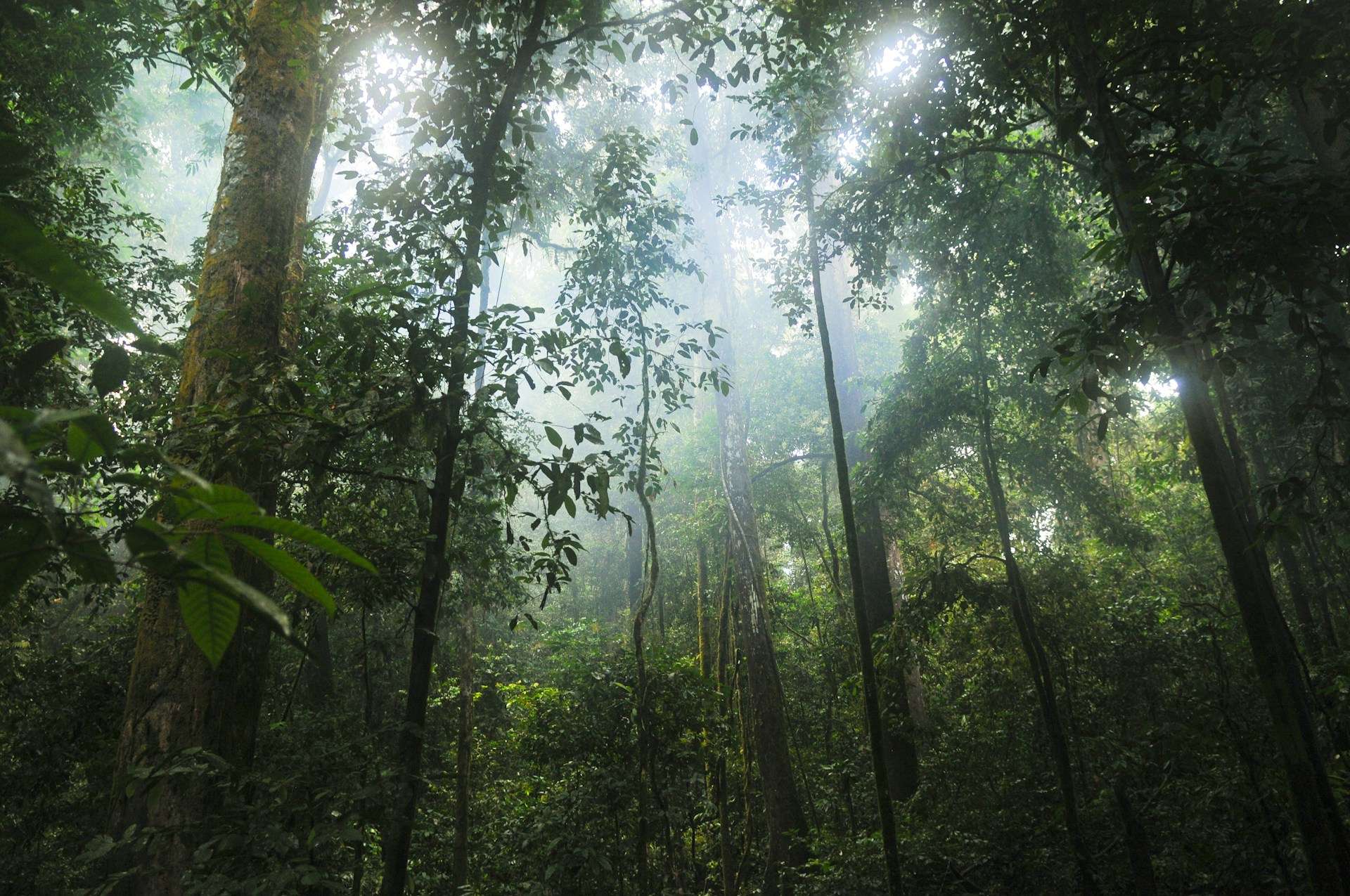 carbon sequestration in forests