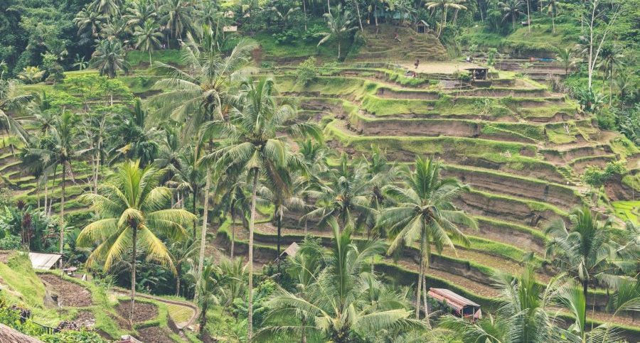 A luscious village.
