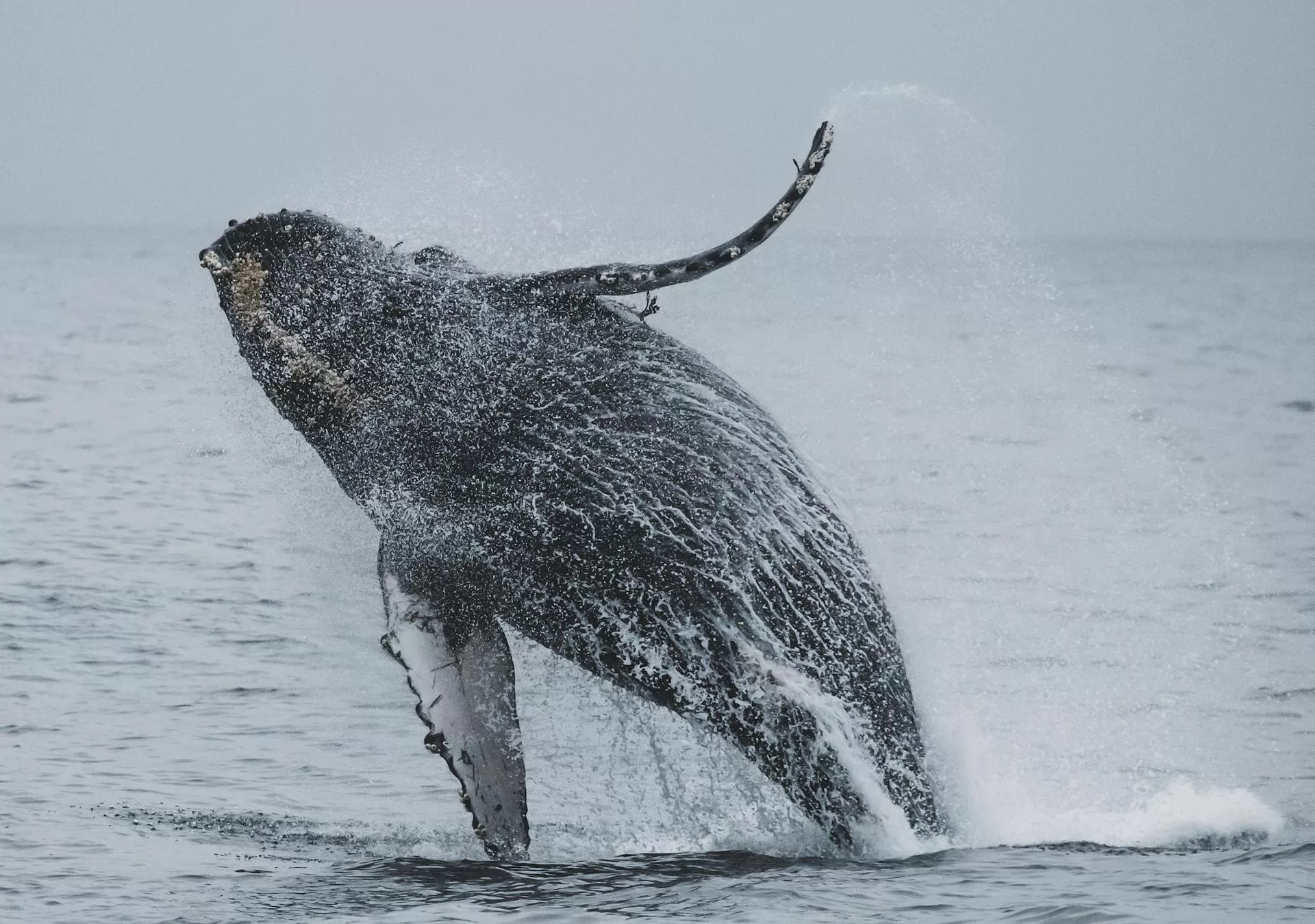 Humpback whales and other baleen whales are the largest creatures on Earth, yet they eat some of the smallest prey in the ocean.