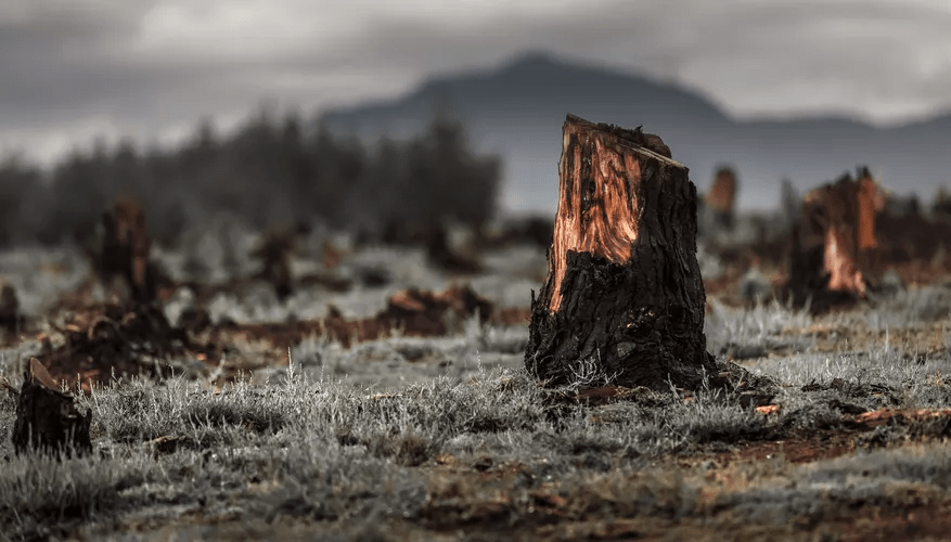Large populations in developing economies relies on traditional biomass sources of energy, which contributes to deforestation.