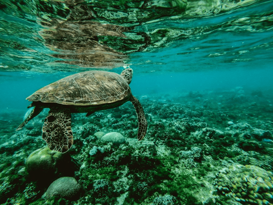 Sustainable packaging can help protect marine life such as turtles, who often mistake plastic debris as food.