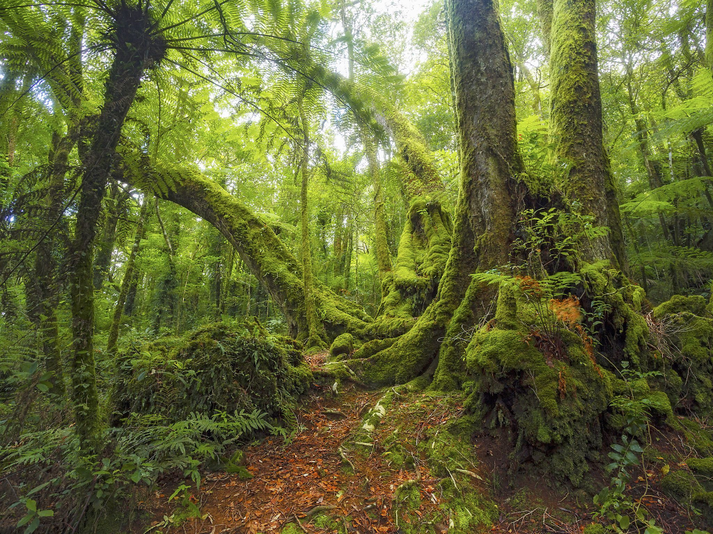 A dense rainforest in Queensland.