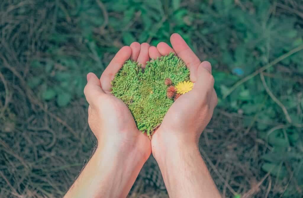 pexels-photo-1230157 Hands in a natural setting holding heart-shaped moss, symbolizing love for nature.