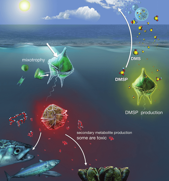 Some-of-the-major-ecological-traits-of-dinoflagellates-free-living-planktonic-cells-and