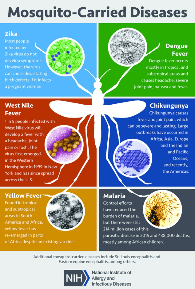 Mosquitoes are the deadliest vector of disease, responsible for spreading Zika, Dengue fever, West Nile fever, chikungunya, yellow fever, and malaria.
