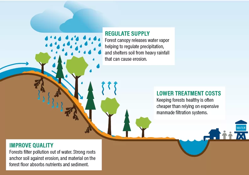 3 Ways Healthy Forests support Clean water and prevent water pollution 