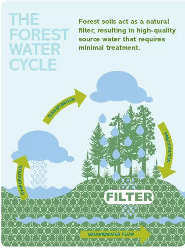 Forest Water Cycle: Water pollution prevention