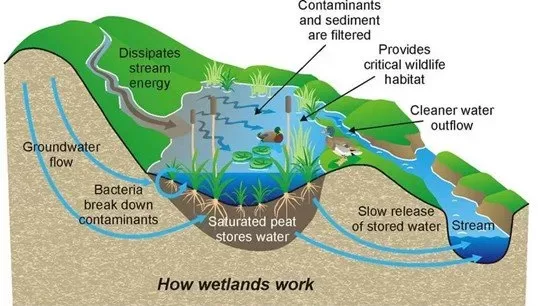 How Wetlands Work For water pollution