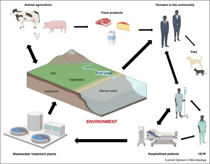 Possible routes for the transfer of Enterococci among different reservoirs. Possible routes for the transfer of Enterococci among different reservoirs.