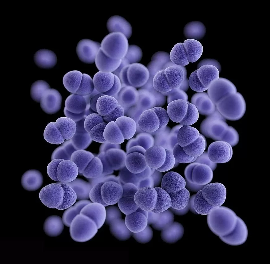Enterococci bacteria. Enterococci bacteria. This particular picture shows drug-resistant bacterial species.