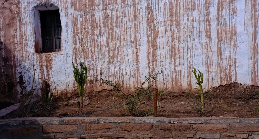 A few sparse saplings struggle to grow in dry soil against a weathered wall, symbolizing the limitations of tree planting alone.