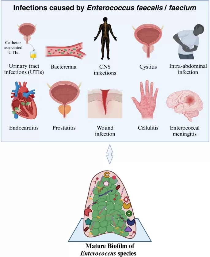 Infections caused by Enterococcus faecalis / faecium.