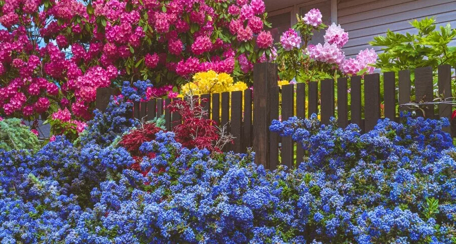 A vibrant, colorful garden overflowing with blooming flowers behind a wooden fence, symbolizing flourishing life and harmonious coexistence.