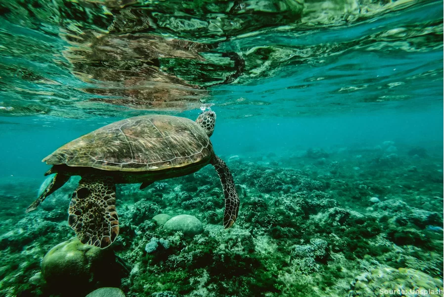 Source Pexel (900 x 600 px) turtle swimming