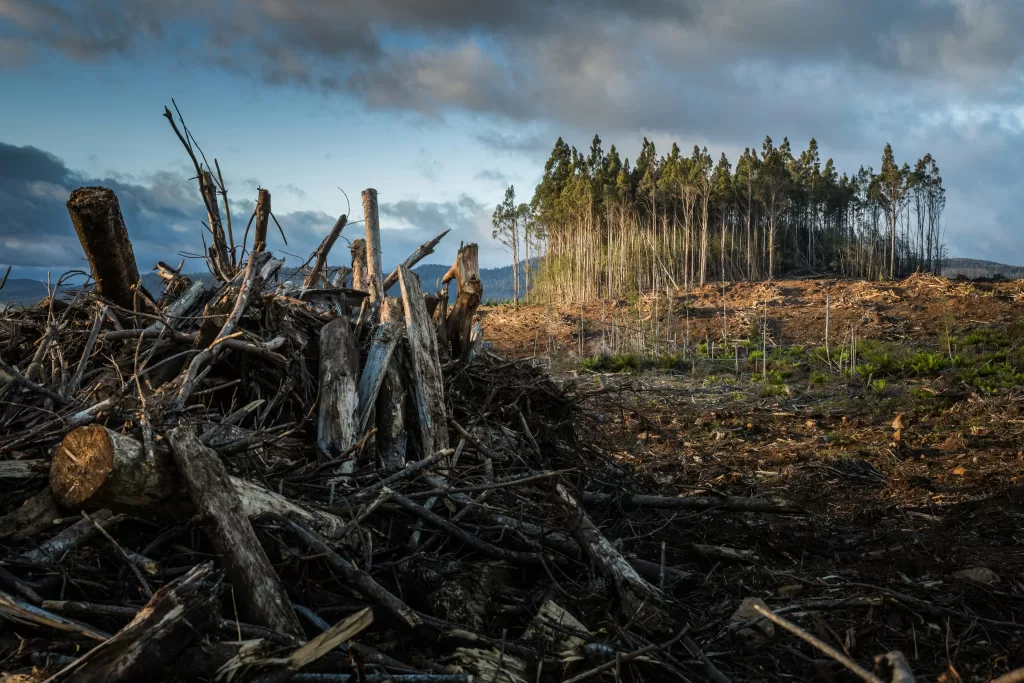 Cleared forest landscape with piles of cut tree trunks and a small cluster of standing trees in the background, illustrating the environmental impact of deforestation and the need for regenerative, thrivable practices.
