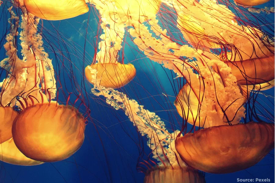 Bright orange jellyfish swimming in the ocean