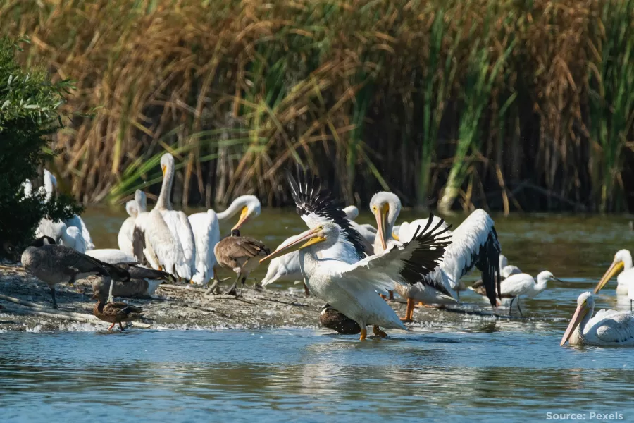 Pelicans splashing around in a wetland area