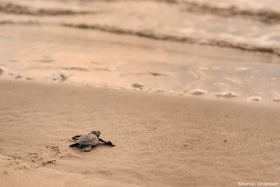 Turtle hatchling on the beach