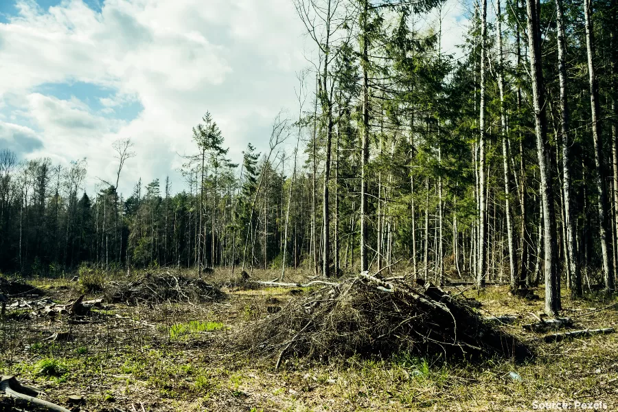 Deforestation