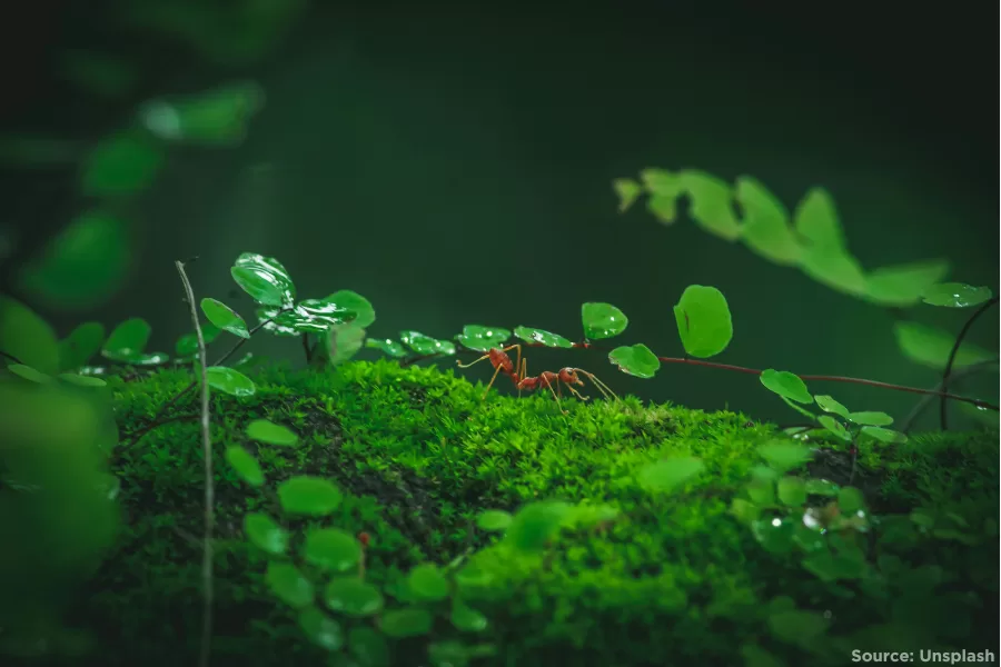 Plant life with red ant