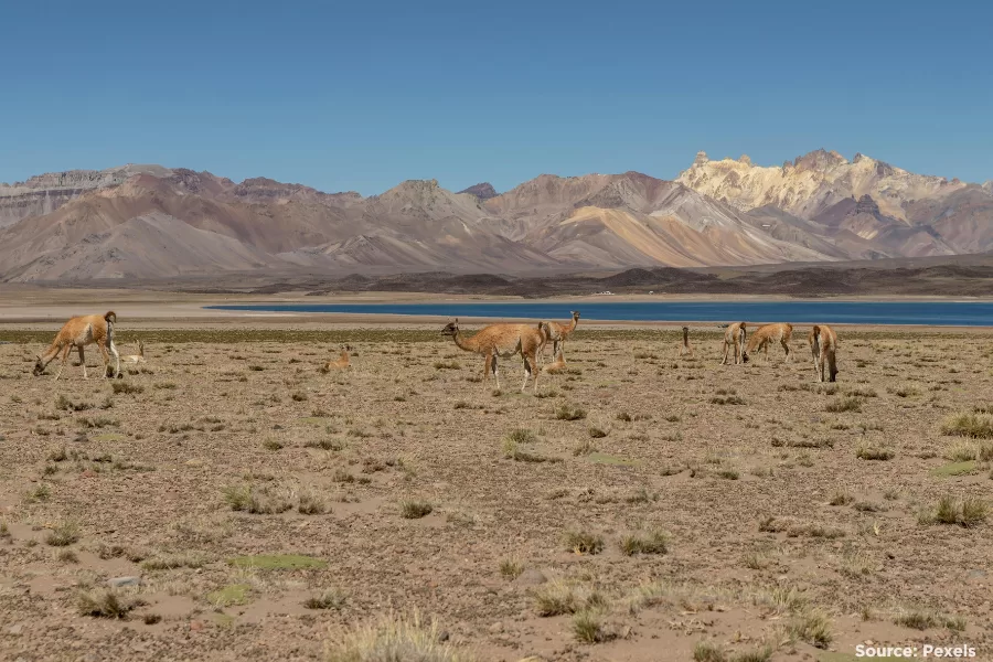 Animals at a partially dry watering hole