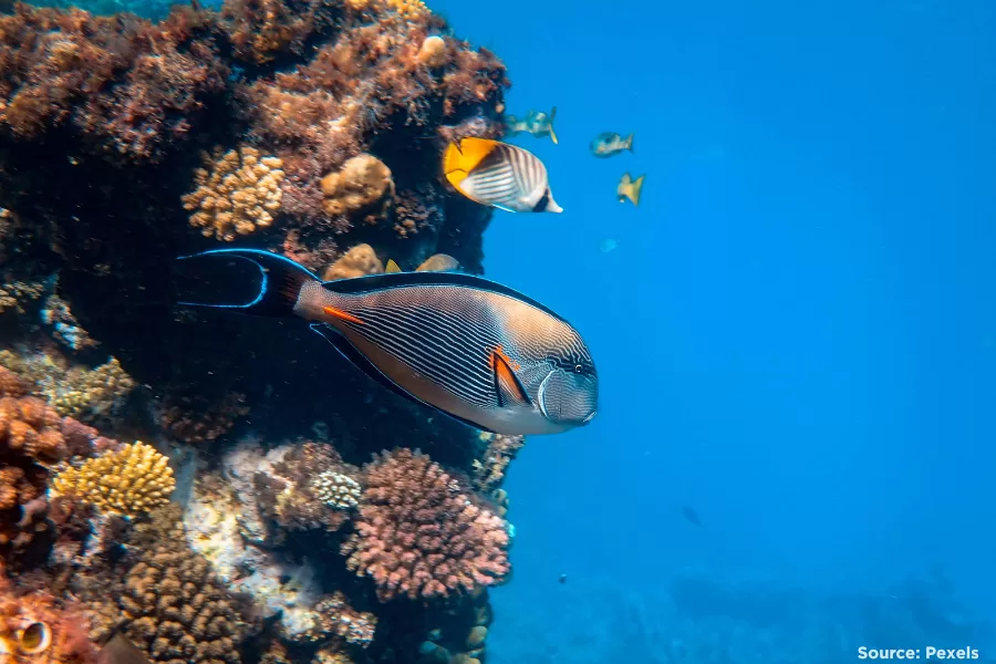 Colourful fish swimming off a coral reef