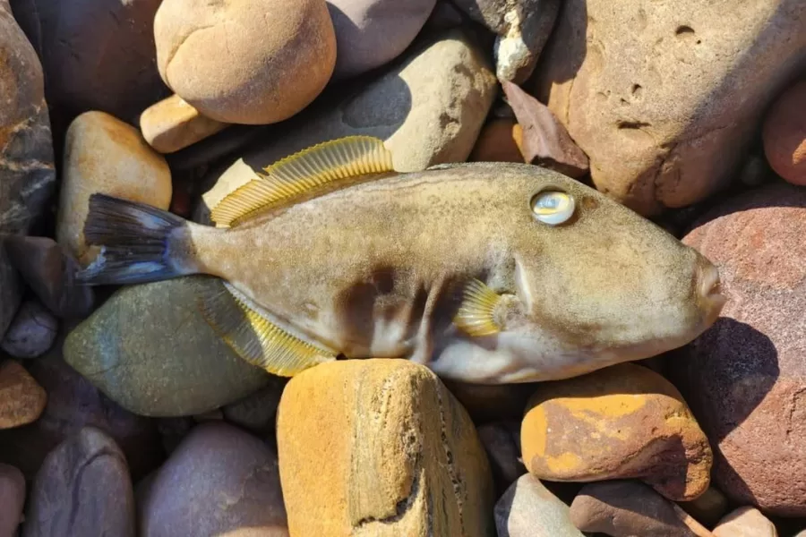 Source Pexel (900 x 600 px) (1) dead fish from algal bloom