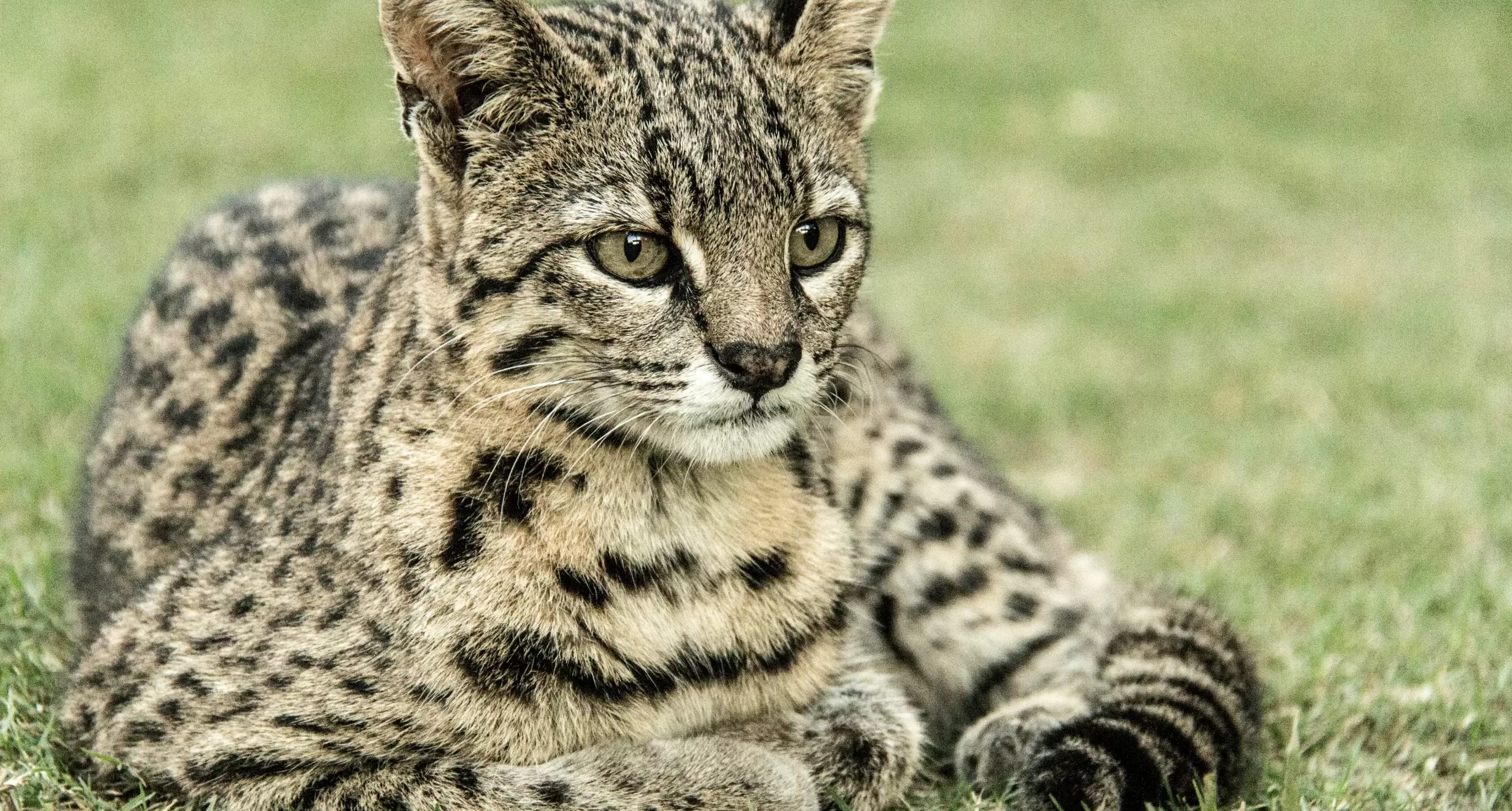 ocelot
