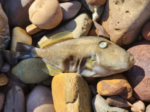 algal bloom dead fish