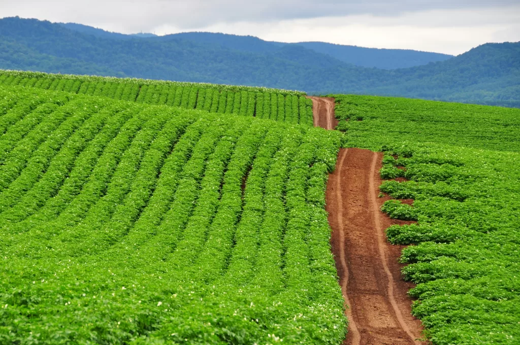 Terraced farmland under cloudy skies, illustrating sustainable agriculture as a strategy for climate mitigation and adaptation.