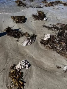 algal bloom dead octopus